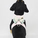 HOPE BOW TINKIE DOG HARNESS, Harness - Bones Bizzness