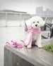 PINK GIRLIE SKULL PACKAWAY DOG RAINCOAT