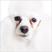 EYE ENVY TEAR STAIN REMOVER KIT FOR DOGS, Groom - Bones Bizzness