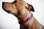 HOT PINK BIRDIE DOG COLLAR, Collars - Bones Bizzness