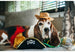 MUTT HATTER PLUSH TOY COLLECTION, Toys - Bones Bizzness