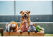 SAFARI DOG TOY COLLECTION, Toys - Bones Bizzness