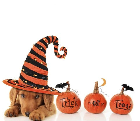 TRICK & NO TREATS - 5 DOG HALLOWEEN SAFETY TIPS