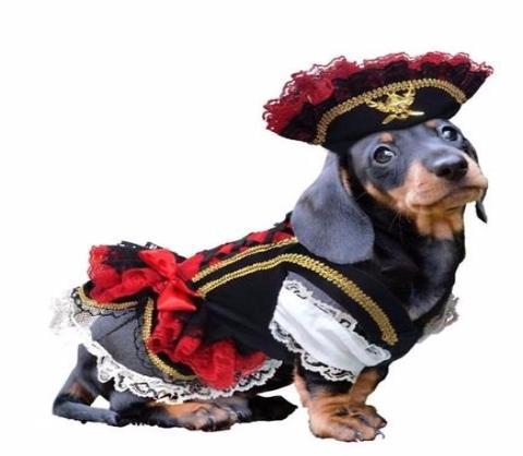 BONES BIZZNESS TOP 5 DOG HALLOWEEN COSTUME PICKS