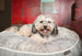 ASH GRAY/COOL GRAY SAVANNAH DOG BED