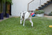 BEACH BALL PLUSH DOG TOY