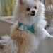 BIMINI DELIGHT STEP-IN DOG HARNESS