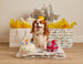 6" BIRTHDAY CAKE PLUSH DOG TOY
