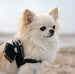 BLACK GLITZERATI DOUBLE NOUVEAU BOW STEP-IN DOG HARNESS