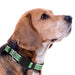 BOSTON CELTICS SATIN DOG COLLAR