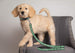 BOSTON CELTICS DOG SATIN LEASH