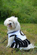 BROOKLYN NETS CHEERLEADER DOG DRESS