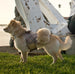 DOE PLAID NOUVEAU BOW CHAMPAGNE FOX FUR DOG COAT