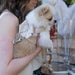 CHAMPAGNE GLITZERATI NOUVEAU BOW TINKIE DOG HARNESS