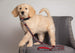 CHICAGO BULLS DOG SATIN LEASH