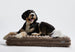 CORDUROY TAUPE XL ORTHO DOG PILLOW BED