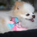 COTTON CANDY STEP-IN DOG HARNESS
