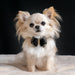 DOUBLE NOUVEAU BOW 3 ROW GOLD GILTMORE DOG COLLAR