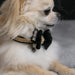DOUBLE NOUVEAU BOW 3 ROW GOLD GILTMORE DOG COLLAR