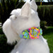 FANTASY FLOWER DOG COLLAR