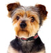 HOUSTON ROCKETS SATIN DOG COLLAR