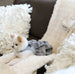 CURLY SUE DOG BLANKET (4 COLORS)