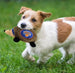 NEW YORK KNICKS HEDGEHOG DOG TOY