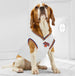 NEW YORK KNICKS ROAD DOG JERSEY