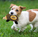 LOS ANGELES LAKERS HEDGEHOG DOG TOY