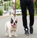 MIAMI HEAT DOG SATIN LEASH