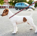 MIAMI HEAT DOG SATIN LEASH