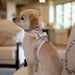 SCOTTY PLAID REALLY BIG BOW TINKIE DOG HARNESS W/ DOE TRIM