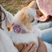 SCOTTY PUPPY PINK PLAID TINKIE’S GARDEN FLOWER DOG COLLAR