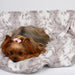SOFT PLATINUM SNOW LEOPARD DOG BLANKET