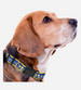LOS ANGELES RAMS SATIN DOG COLLAR