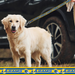 LOS ANGELES RAMS SATIN DOG LEASH
