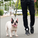 LOS ANGELES RAMS SATIN DOG LEASH