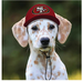 SAN FRANCISCO 49ERS DOG CAP