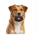 SAN FRANCISCO 49ERS TREAT DISPENSER DOG TOY
