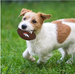 DENVER BRONCOS HARD NYLON FOOTBALL CHEW DOG TOY