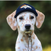 DENVER BRONCOS DOG CAP