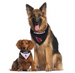 ARIZONA CARDINALS REVERSIBLE DOG BANDANA