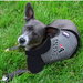 HOUSTON TEXANS HOODIE DOG TEE SHIRT
