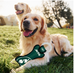 NEW YORK JETS DENTAL RING DOG TOY