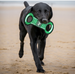 NEW YORK JETS FIELD DOG TOY