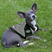 NEW YORK JETS HOODIE DOG TEE SHIRT