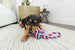 TRI-COLOR KNOT DOG TOY