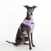 PUPPIA DOTTY VEST DOG HARNESS A