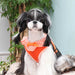 PUPPIA VIVIEN DOG HARNESS A