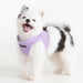 PUPPIA DOTTY VEST DOG HARNESS B